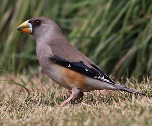 Болжмор (Наран шаршуу)